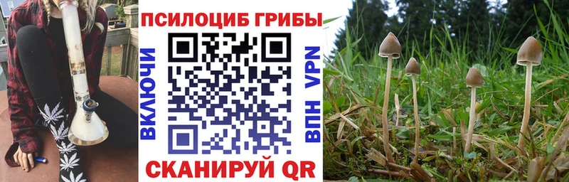 Псилоцибиновые грибы Psilocybe  blacksprut сайт  Змеиногорск 